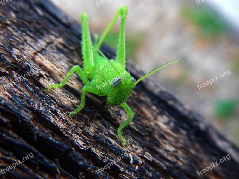 Grasshopper Cricket Insect Green Nature