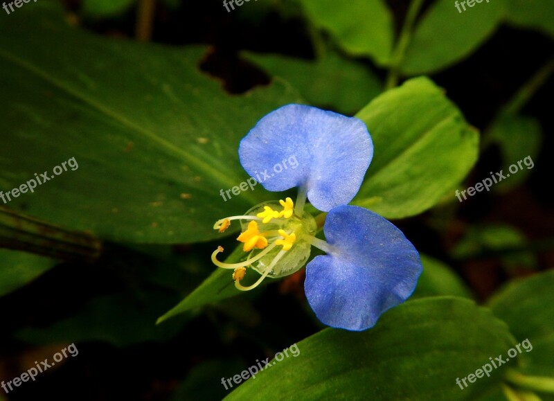 Cielito Blue Flower Petals Anthers