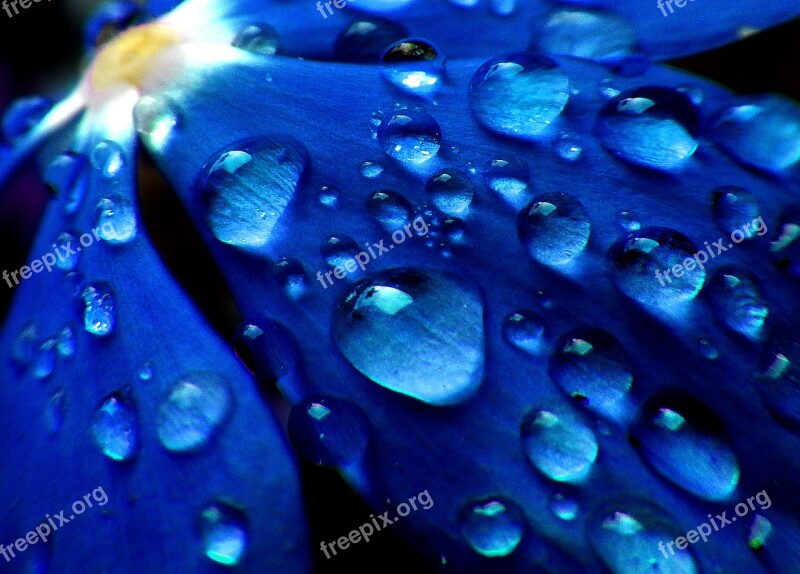 Drops Rocio Flower Petal Rain