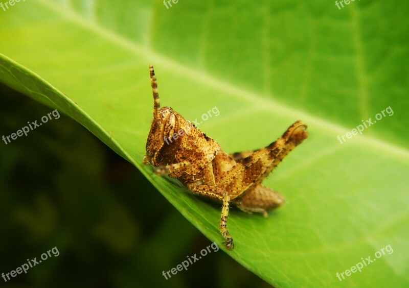 Grasshopper Cricket Insect Green Nature