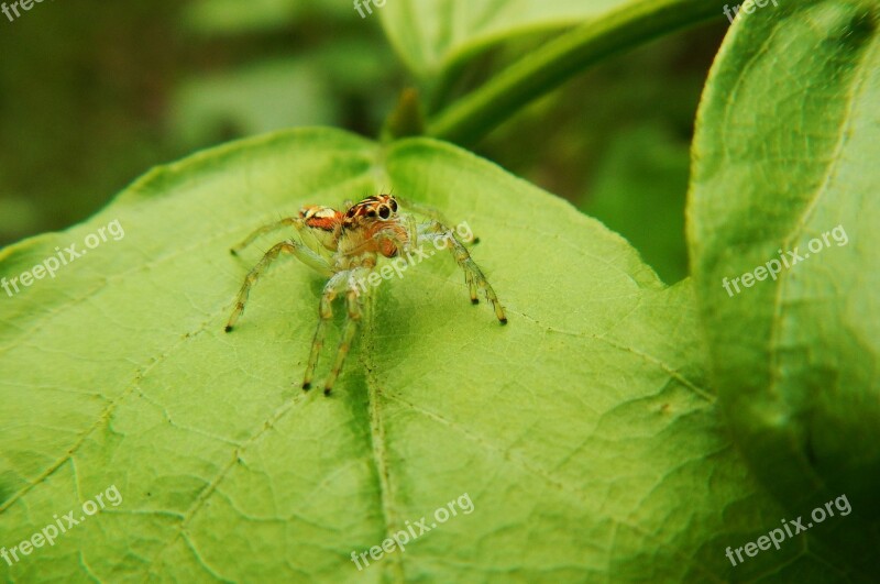 Spider Web Predator Insect Silk