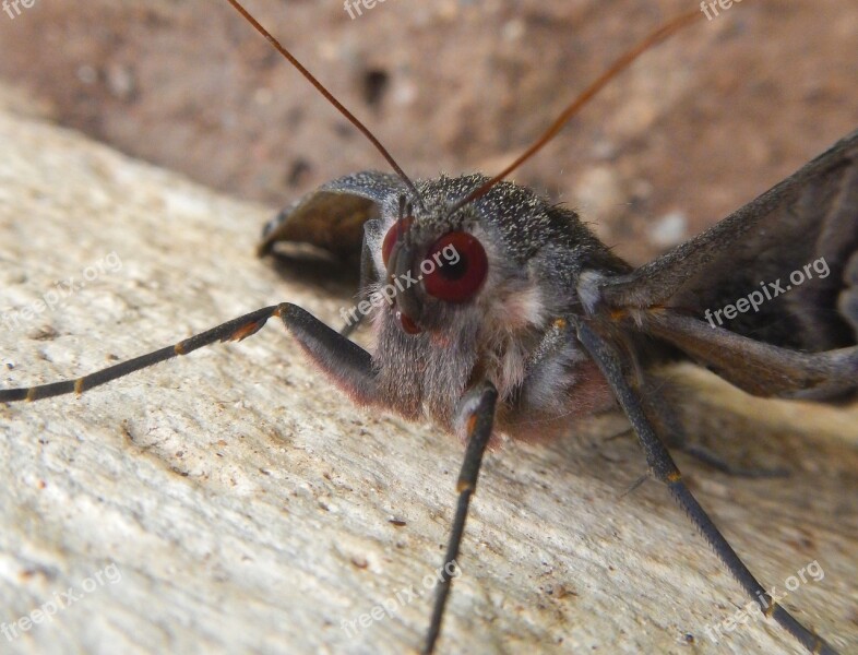 Butterfly Flying Hairy Antennas Wing