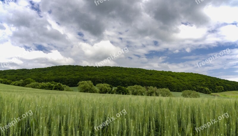 Country Forest Nature Field The Grain