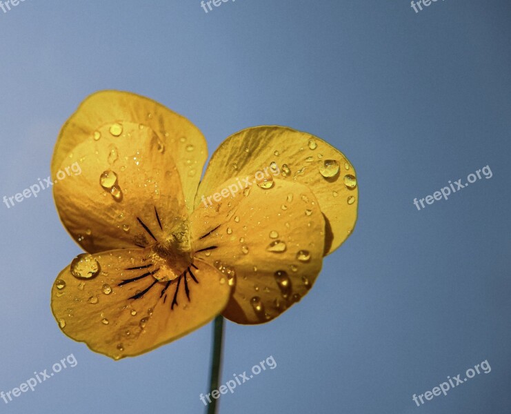 Flower Water Nature Plant Rain