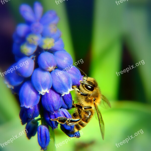 Bee Flower Blue Nature Close Up