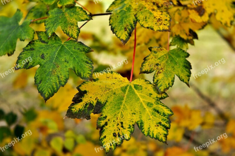 Autumn Leaves Forest Colorful Nature