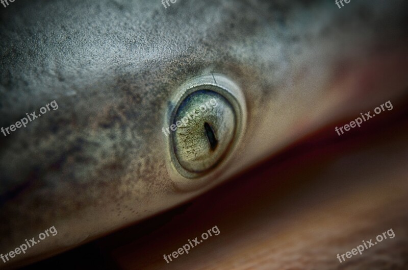 Shark Shark Eye Animal Fish Water