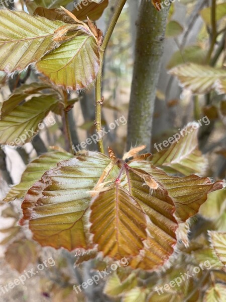 Nature Leaves Fuzzy Tree Green