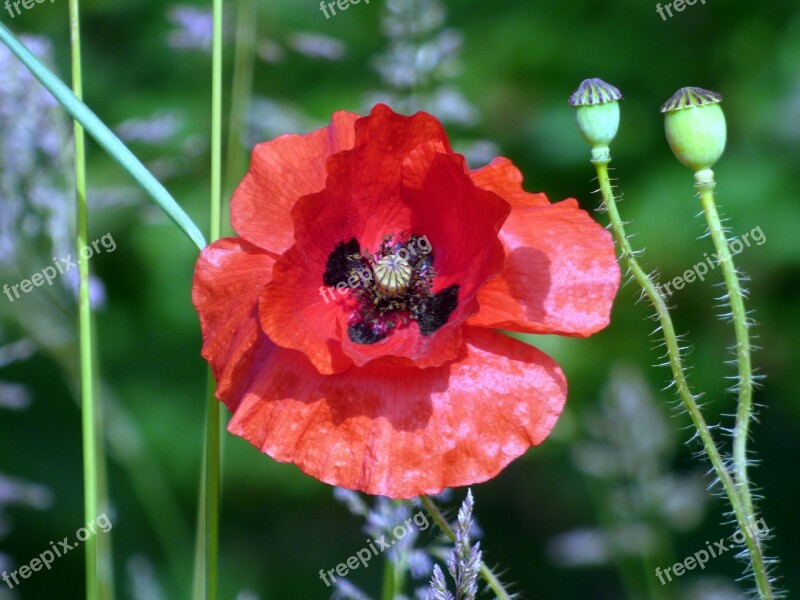 Poppies Flowers Fields Nature Poppy