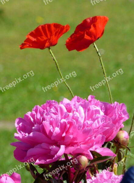 Peonies Poppies Flowers Nature Poppy