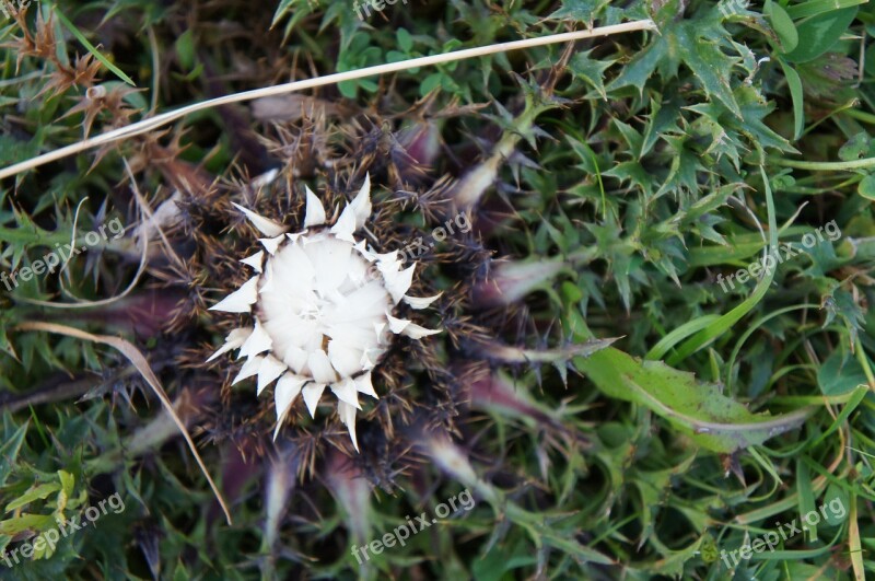 Thistle Meadow Blossom Bloom Summer