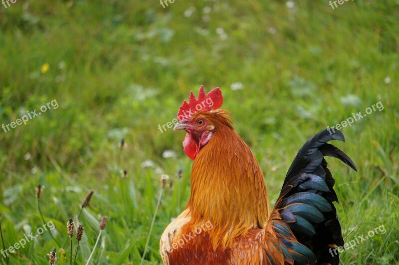 Hahn Chicken Gockel Bird Farm