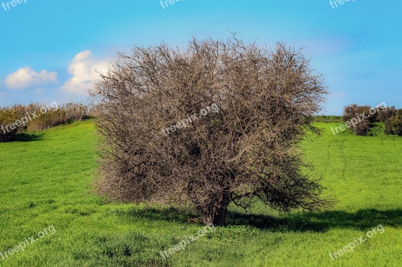 Tree Prairie Nature Landscape Field