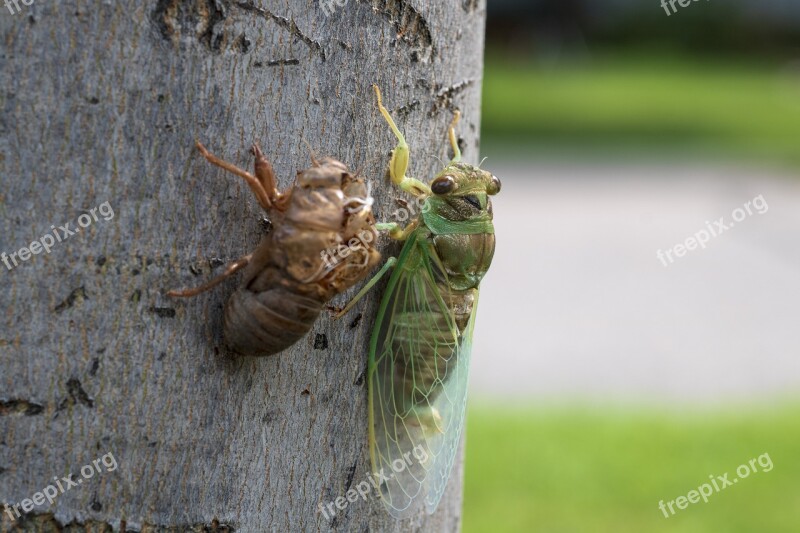 Cicada Insect Bug Nature Molt