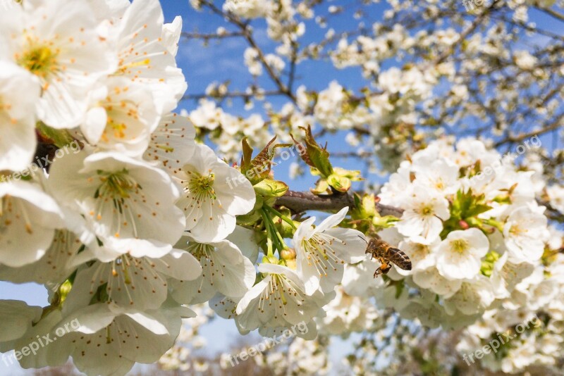 Cherry Tree Cherry Tree Nature Cherry Blossoms