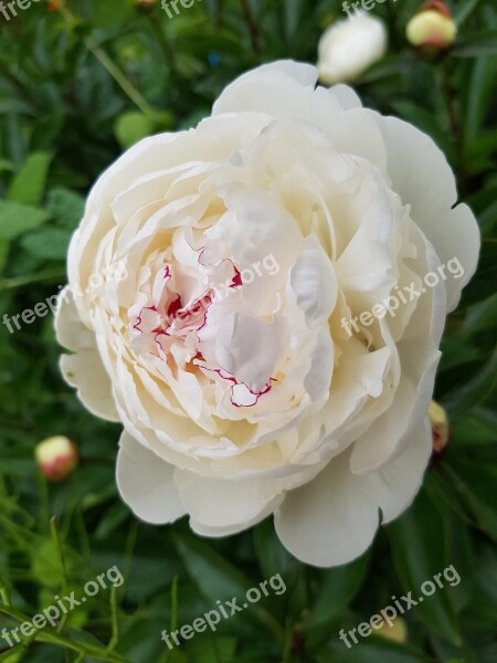 Peony Flower Blossom Bloom Romantic