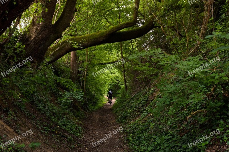 Forest Trees Nature Landscape Path