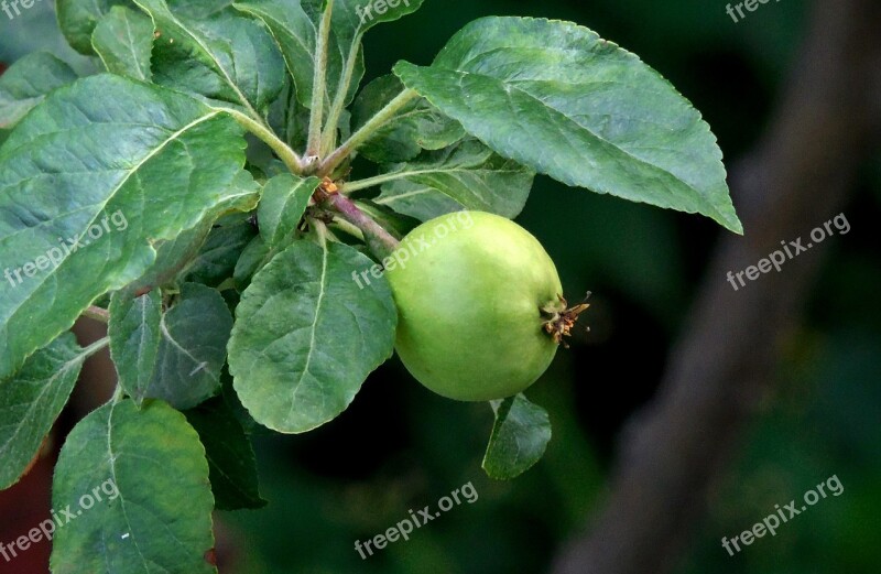 Apple Nature Green Fruit Food