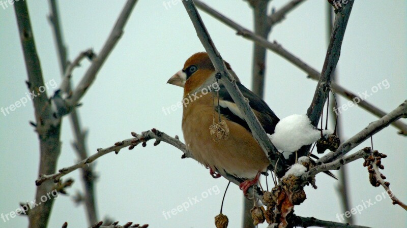 Bird Winter Tree Nature Snow