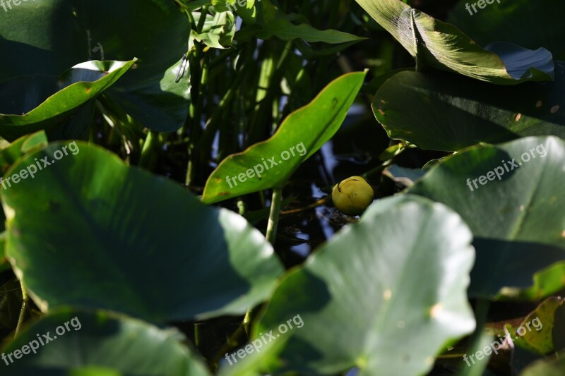 Water-lily Flower Yellow Pond Nature