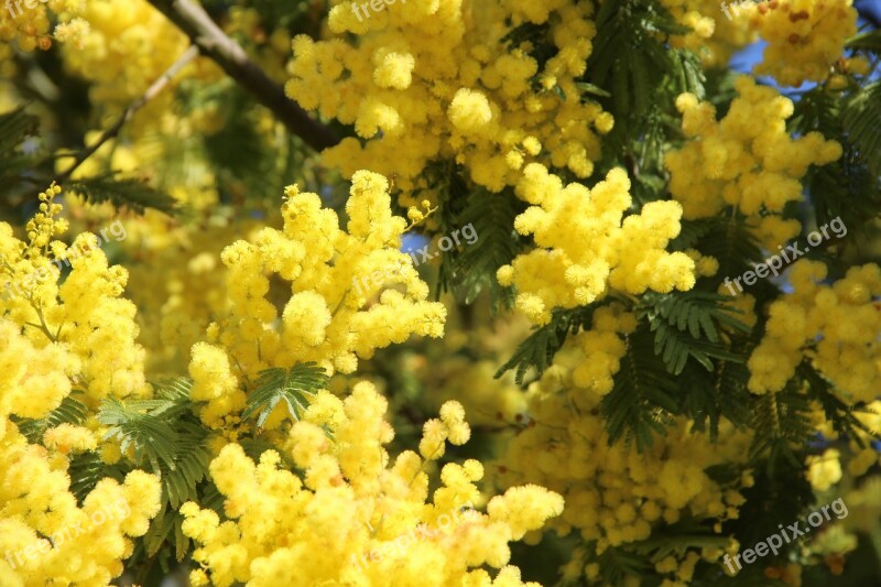 Mimosa Flower May Spring Provence