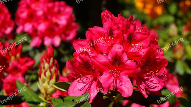 Nature Plants Flowers Rhododendron Azalea