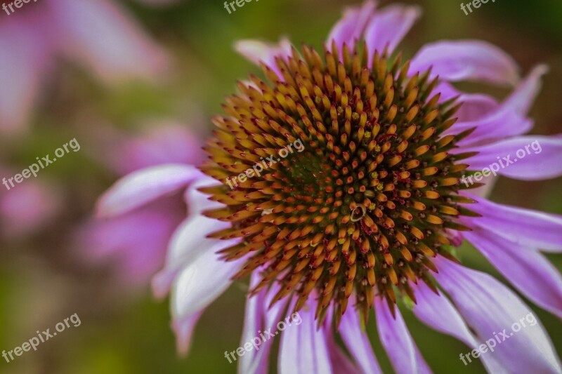 Echinacea Flower Vine Blossom Bloom