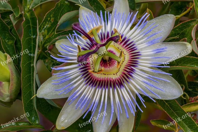 Passion Flower Vine Blossom Bloom Garden