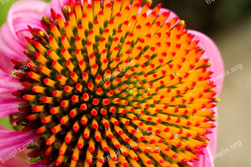 Echinacea Flower Vine Blossom Bloom