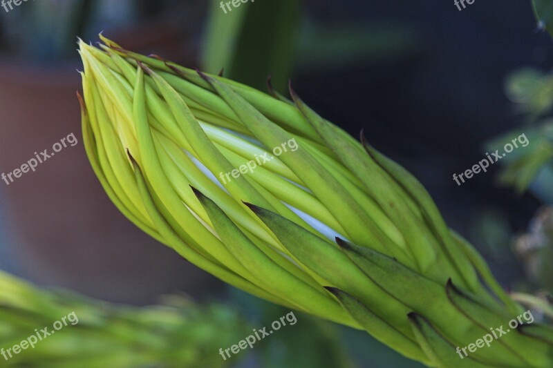 Bud Flower Dragon Fruit Plant Tropical