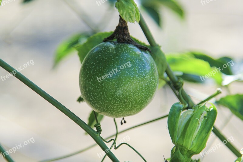 Plant Fruit Food Fresh Natural