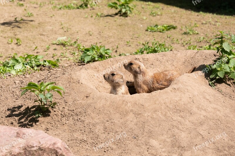 Meerkat Nature Cute Tiergarten Vigilant