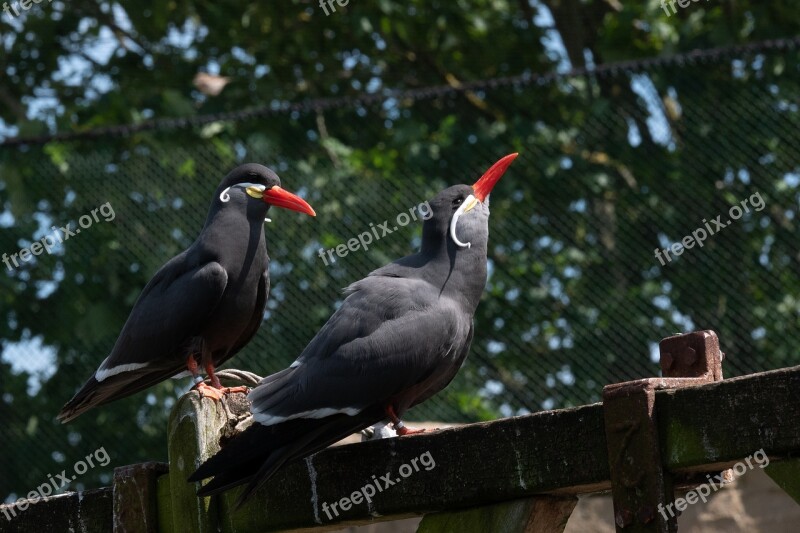 Bird Water Bird Animal World Bill Peru