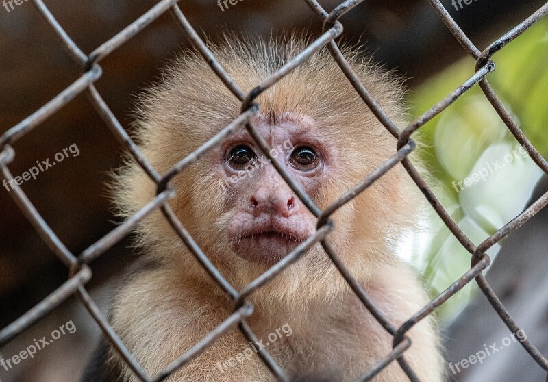 Animal Monkey Zoo Free Photos