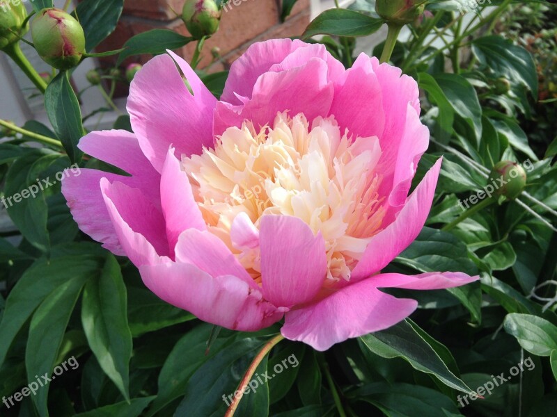 Flower Peony Pink Blossom Spring