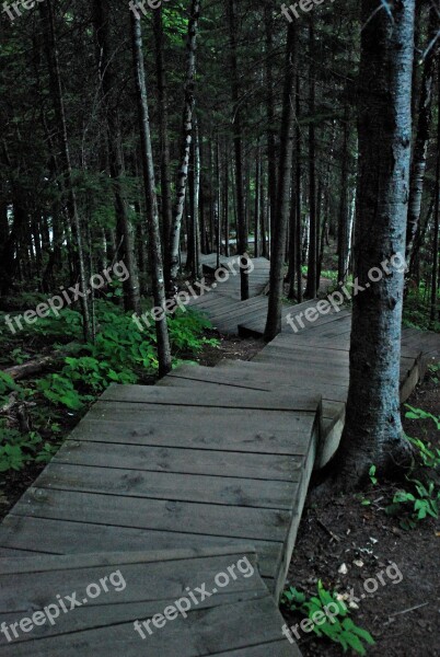 Trail Journey Woods Downhill Pathway