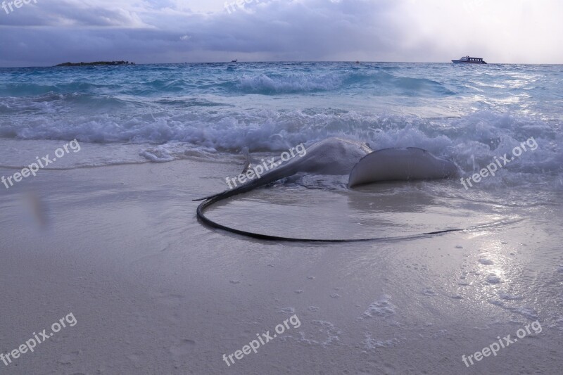 Stingray Fish Beach Sea Ocean