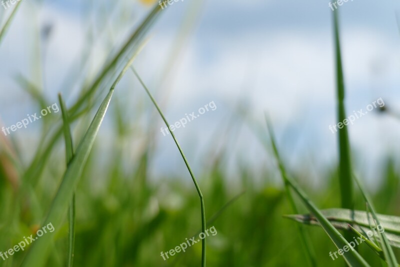 Nature Grass Green Meadow Field