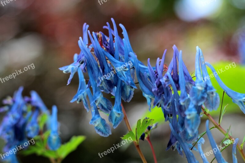 Corydalis Flexuosa Spinners Helmbloem Blue Garden Decorative