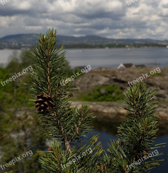 Nature Trees Sky Outdoor Natural