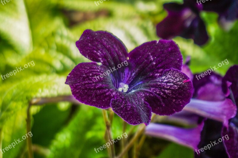 Flower Violet Nature Bloom Plant