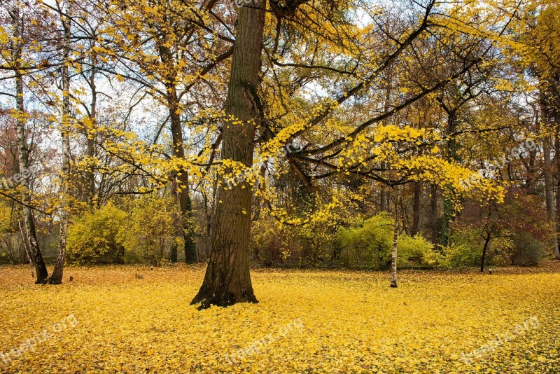 Palace Autumn Leaves Building Park