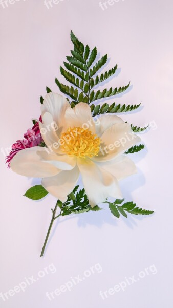 Peony White Gerbera Blossom Bloom Fern