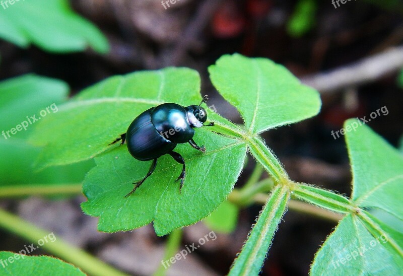 Coquito Beetle Ladybug Coleoptera Insect