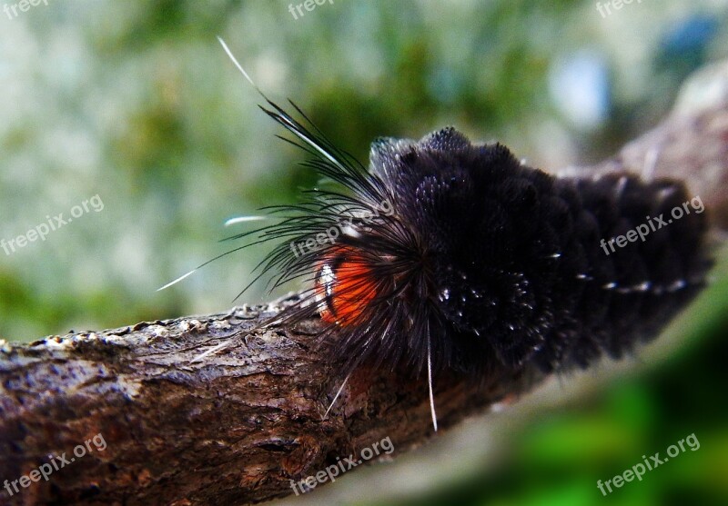 Worm Larva Caterpillar Insects Nature