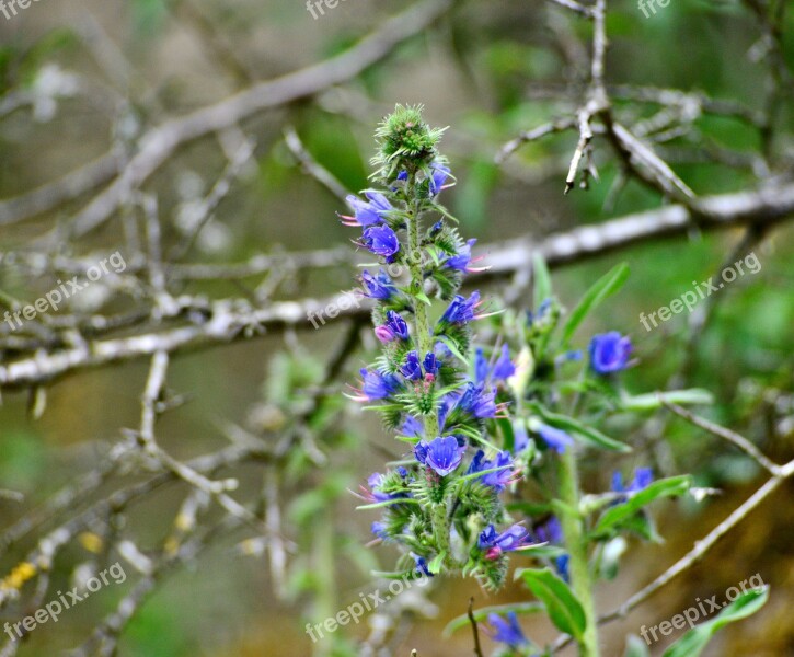 Plant Bloom Nature Blue Flowers