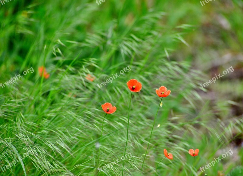 Poppies Nature Spring Flower Bloom