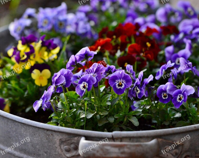 Violets Flowers Nature Spring Violet