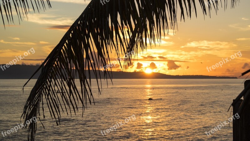 Sunset Sunrise Orange Tree Coconut Tree