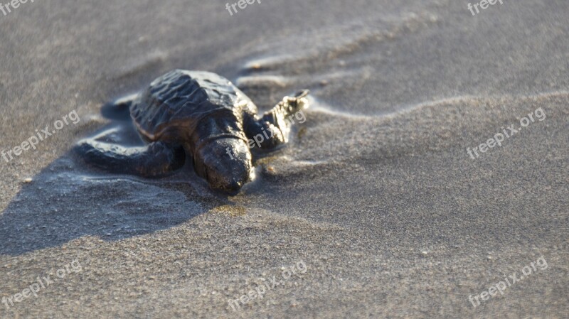 Turtle Baby Baby Turtle Olive Ocean